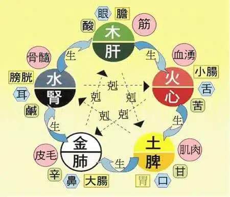 中醫養生|從讀懂臟象學說開始,教你守護五臟六腑! 中醫理論