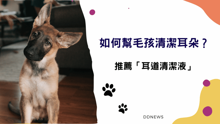 寵物日常 狗清耳朵