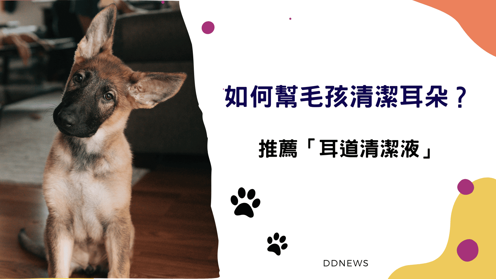 寵物日常 狗清耳朵