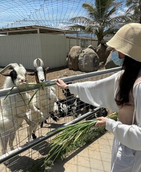 【花蓮兩天一夜】包山包海攻略大公開!台版紐西蘭餵動物、超人氣吊橋高空賞峽谷美景 叮咚News|分享新奇與樂趣