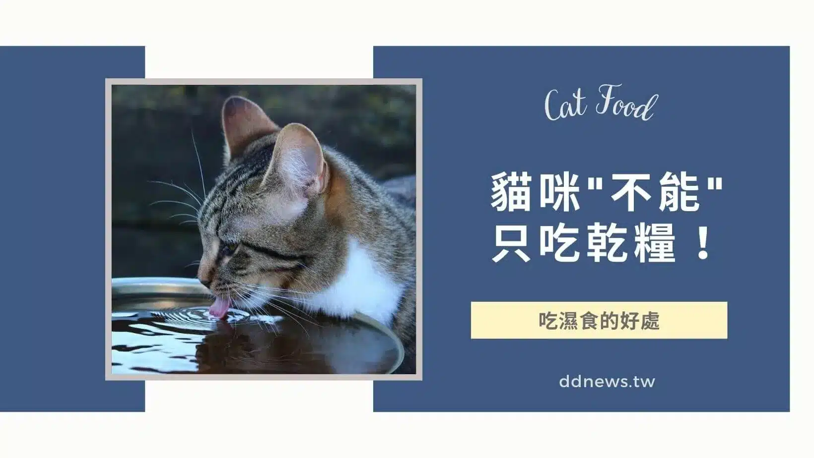 寵物日常 貓只吃乾糧可以嗎