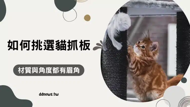 寵物日常 為什麼貓咪喜歡貓抓板