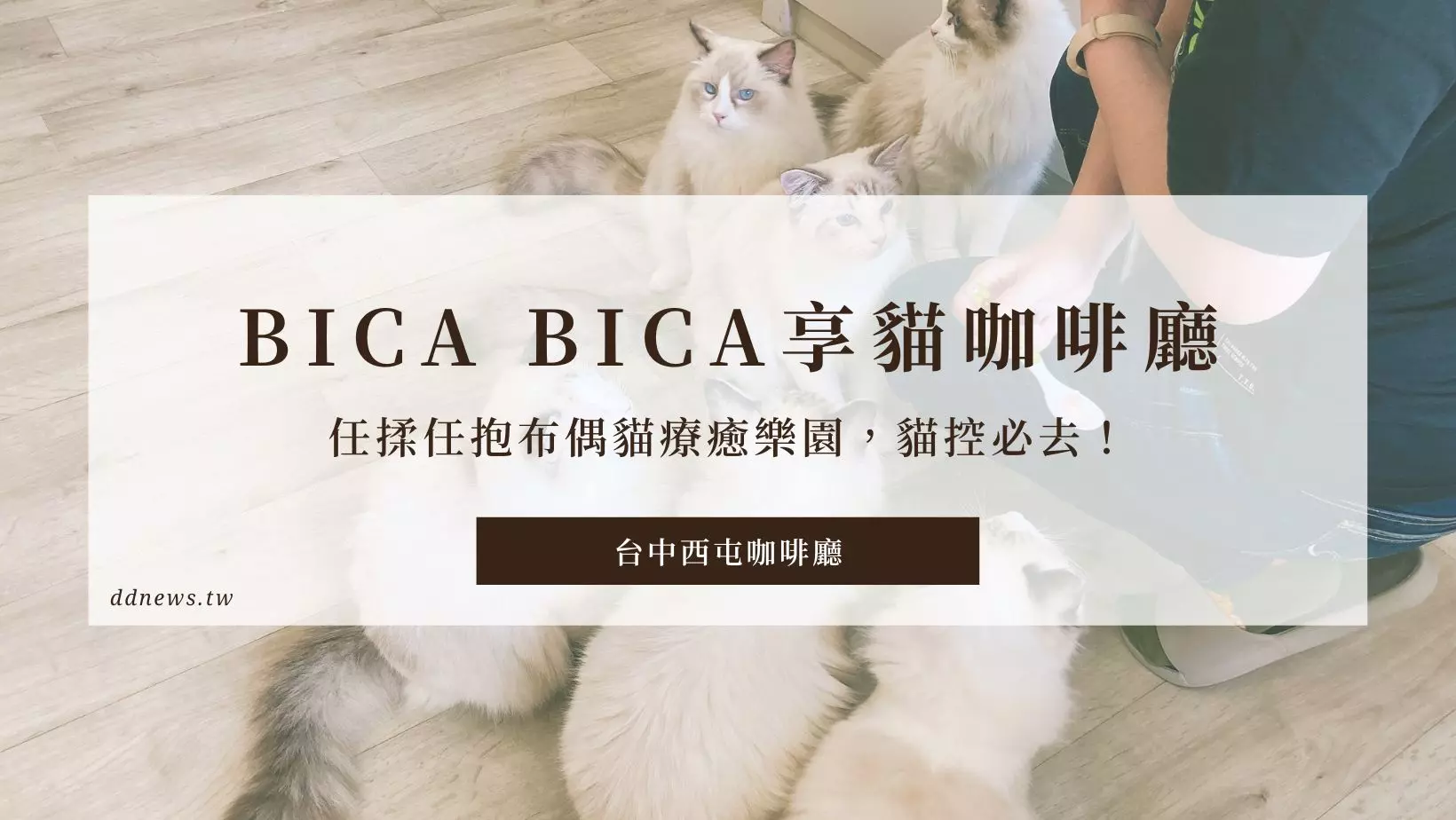 台中西屯貓咪咖啡廳