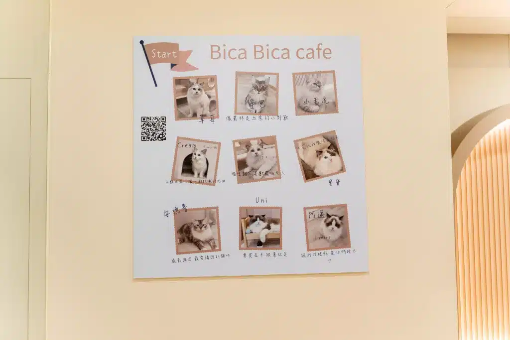 台中西屯貓咪咖啡廳|BICA BICA享貓咖啡廳x布偶貓療癒樂園,貓控必去! 西屯貓咪咖啡廳 享貓
