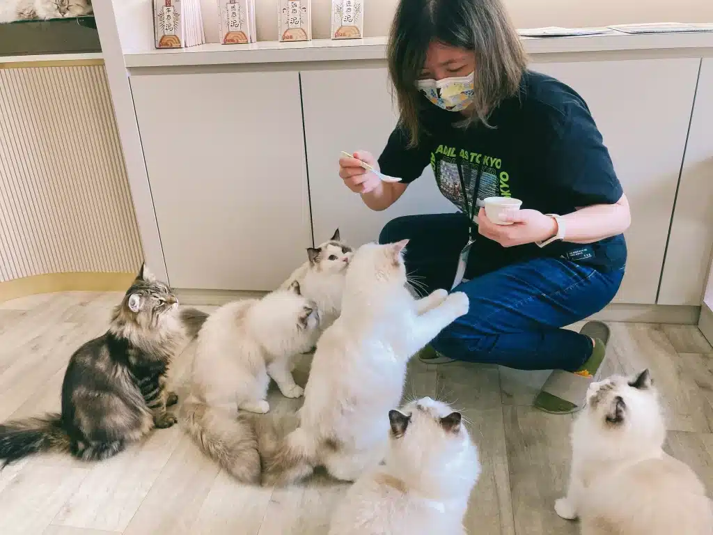 台中西屯貓咪咖啡廳|BICA BICA享貓咖啡廳x布偶貓療癒樂園,貓控必去! BICA BICA享貓餵食秀