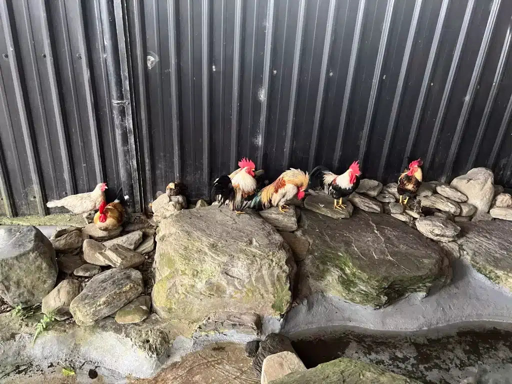 花蓮鳳林美食︱遺忘的故鄉「月廬食堂」, 緊鄰花東縱谷半山腰上的隱密食堂 叮咚News|分享新奇與樂趣