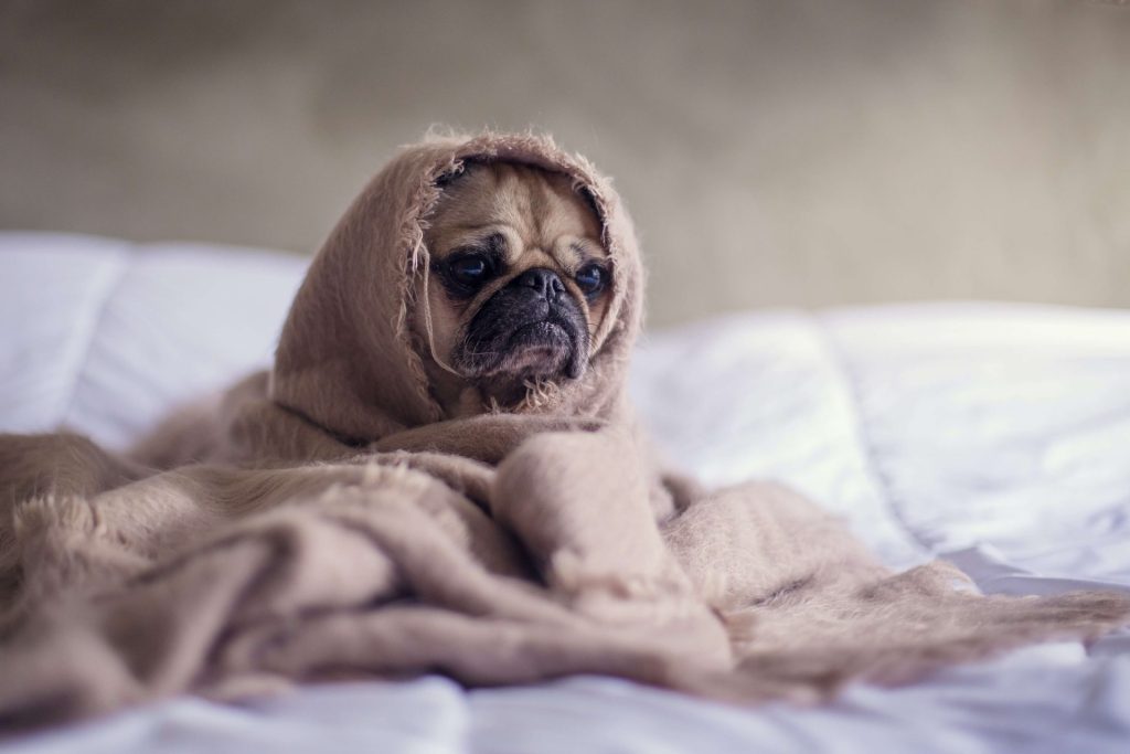 狗狗一直舔人有代表什麼意思嗎?5大原因讓你更愛牠 狗狗舔人表達尋求關注