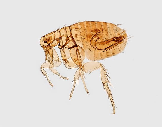 寵物「除蚤驅蟲」好幫手!讓毛孩不再東抓西抓、遠離皮膚病 毛孩常見的體外寄生蟲