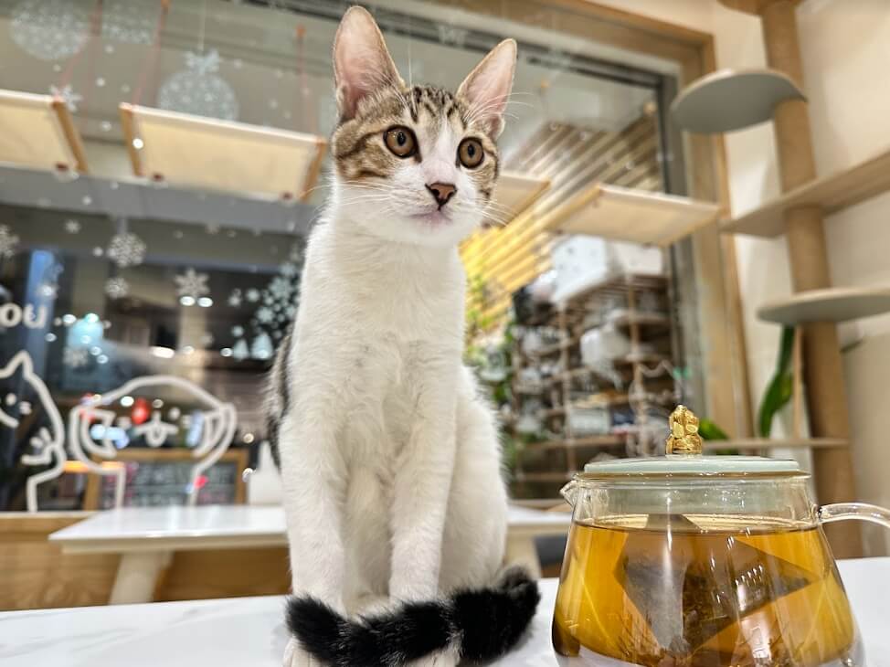 【開箱分享】日暮禾茶綜合品茶組|睡前也能喝的「無咖啡因」花草茶! 日暮禾茶 |綜合品茶組 風味介紹-4