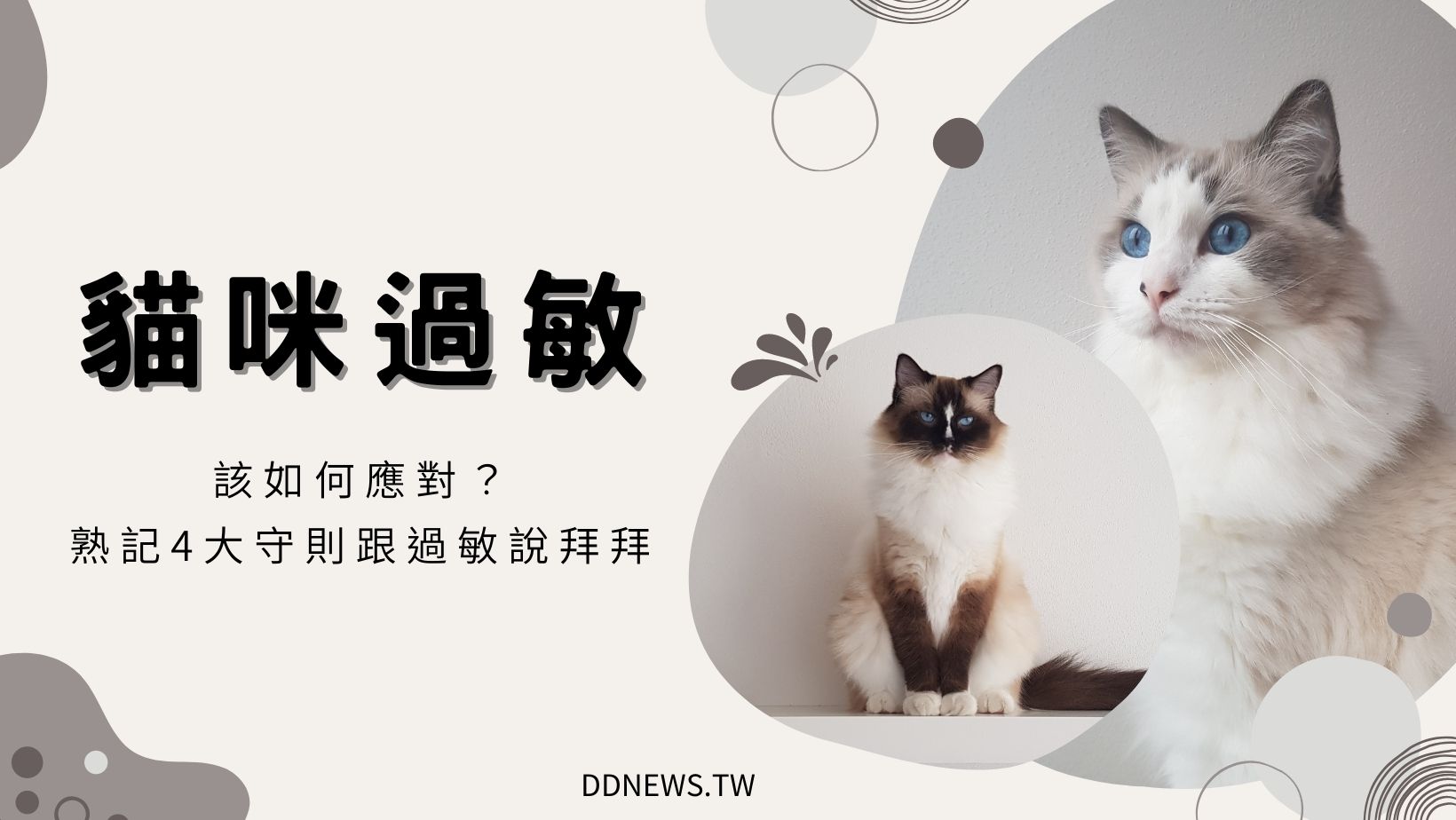 寵物日常 貓咪過敏
