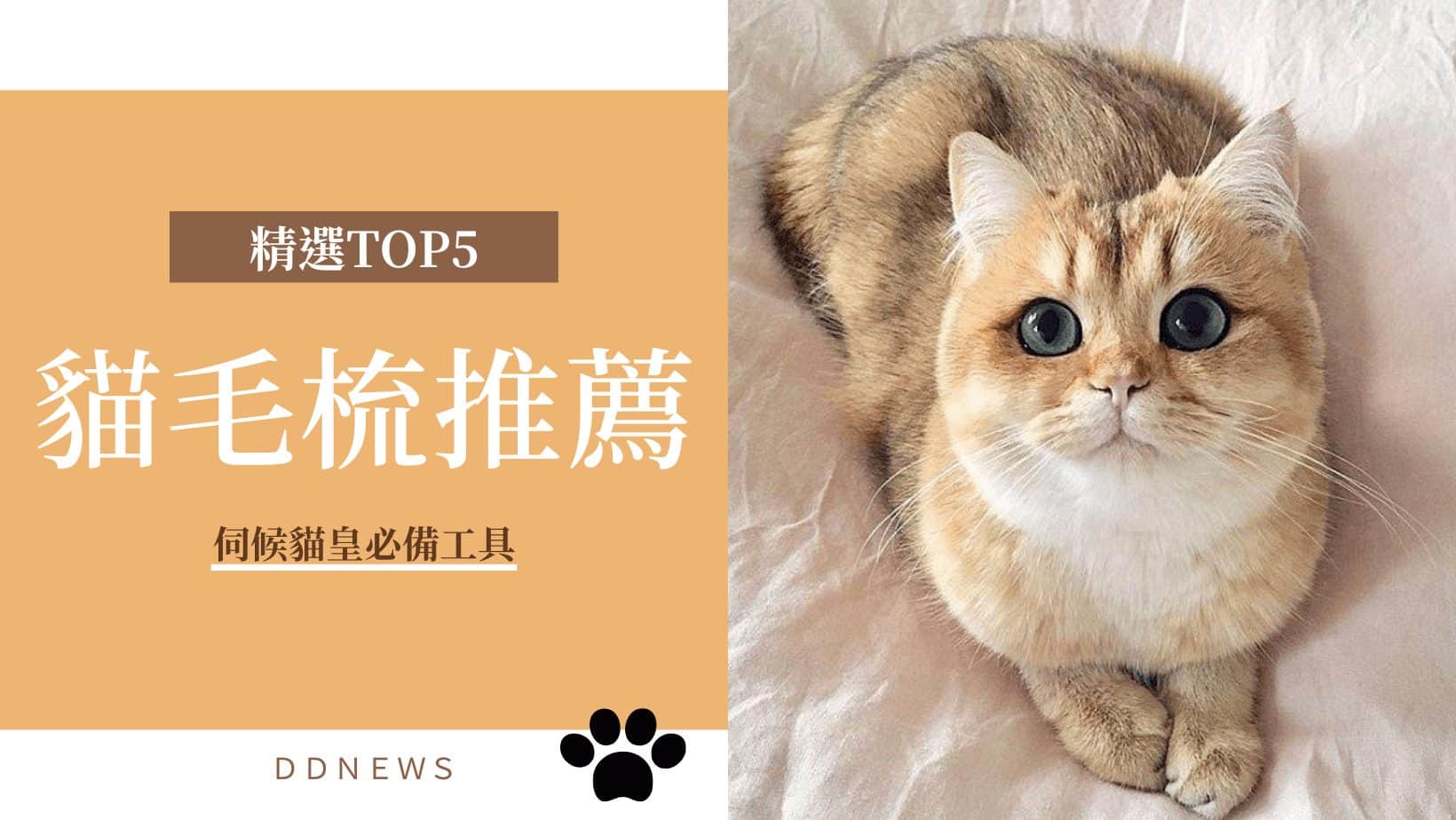 寵物日常 貓毛梳