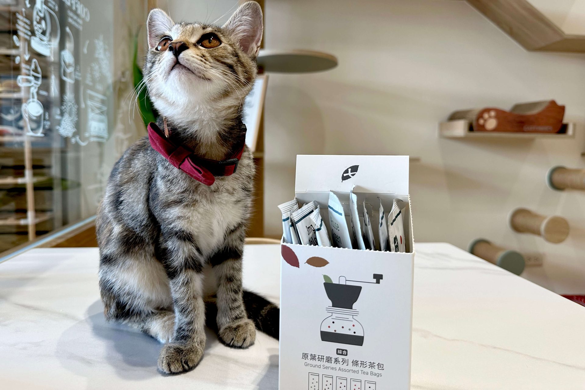 【開箱分享】七三茶堂 原葉研磨條形茶包｜顛覆傳統新風味，研磨冷泡茶香更濃