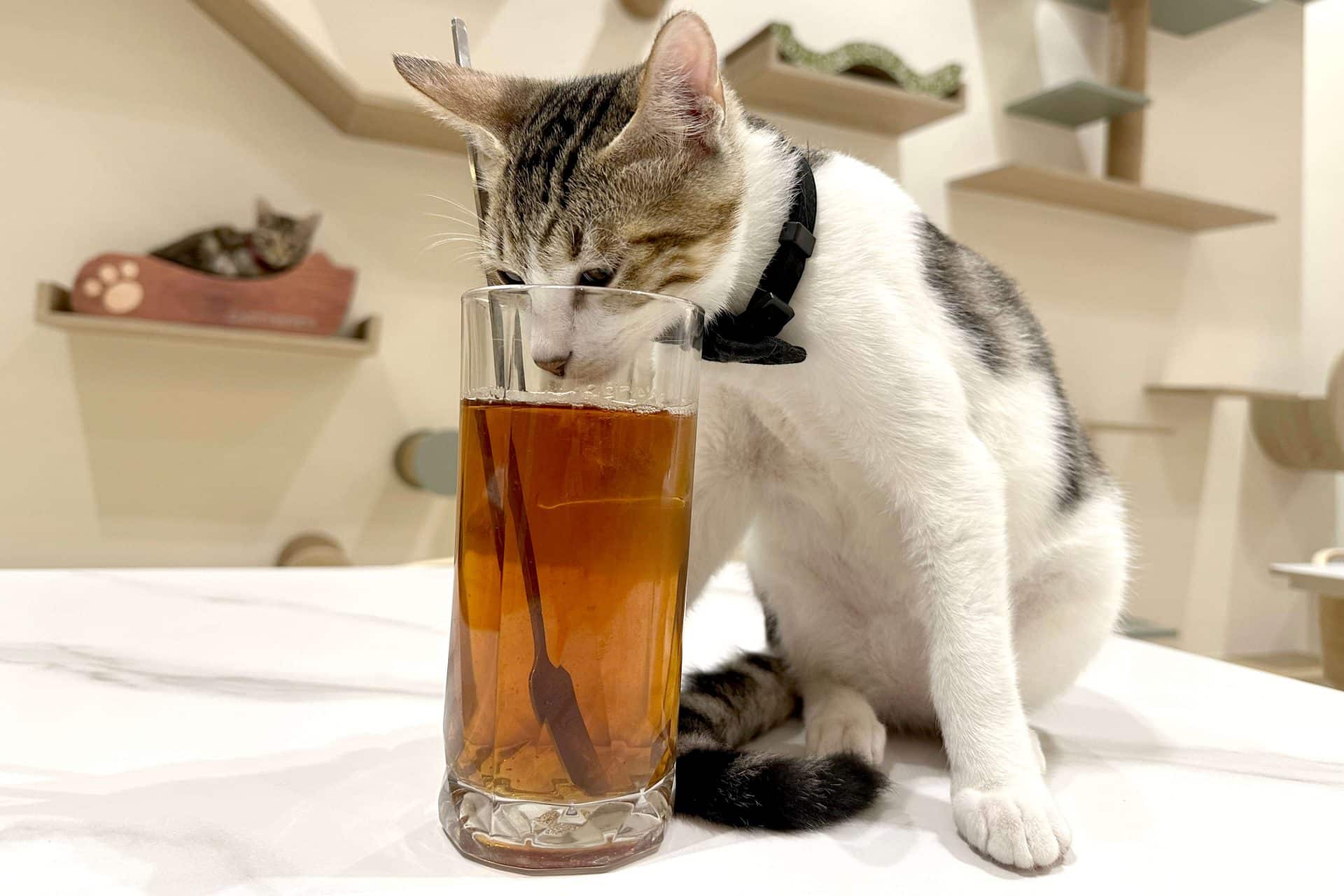 【開箱分享】七三茶堂 原葉研磨條形茶包｜顛覆傳統新風味，研磨冷泡茶香更濃