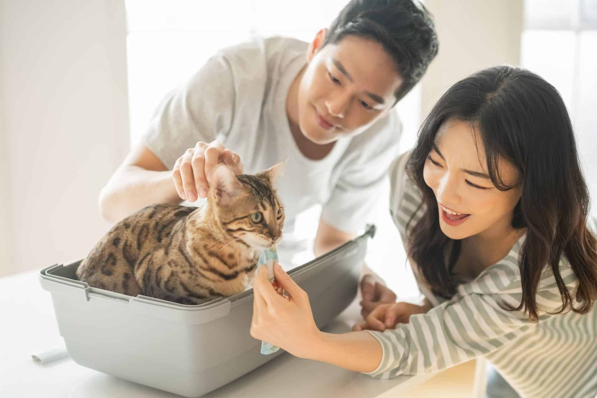 貓零食撫慰主子心情