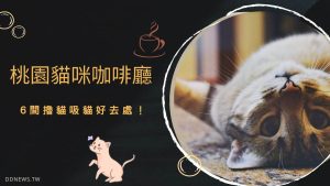 桃園貓咪咖啡廳推薦