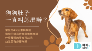 狗狗肚子一直叫怎麼辦？