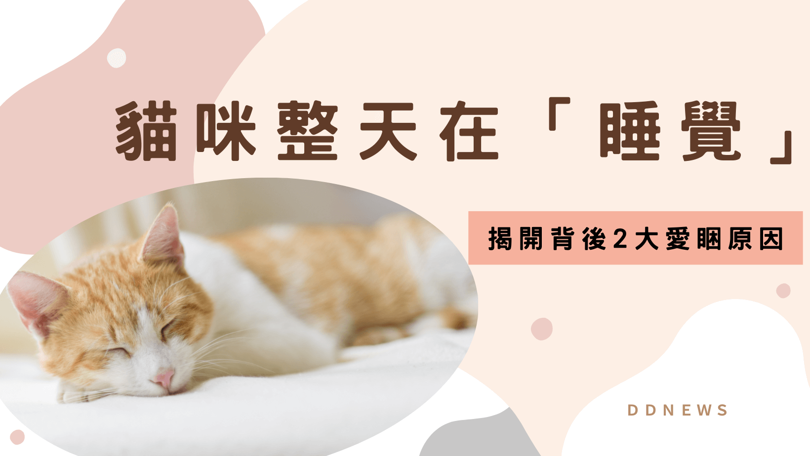 貓咪整天在睡覺的原因