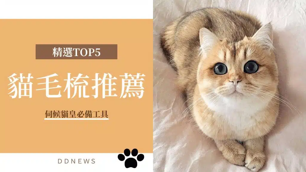 【貓毛梳推薦】精選TOP5熱門貓毛梳款式，伺候貓皇必備工具絕對不能少！