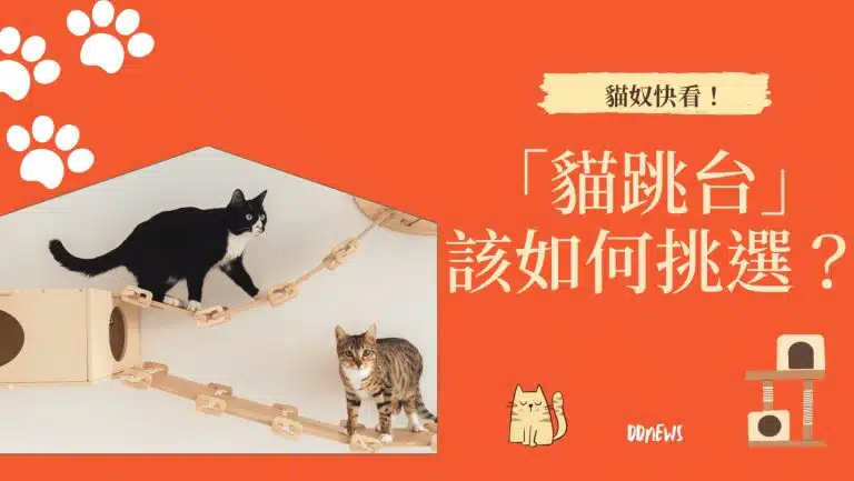 貓奴快看！「貓跳台」該如何挑選？快速掌握這3大重點！保證讓牠更愛你