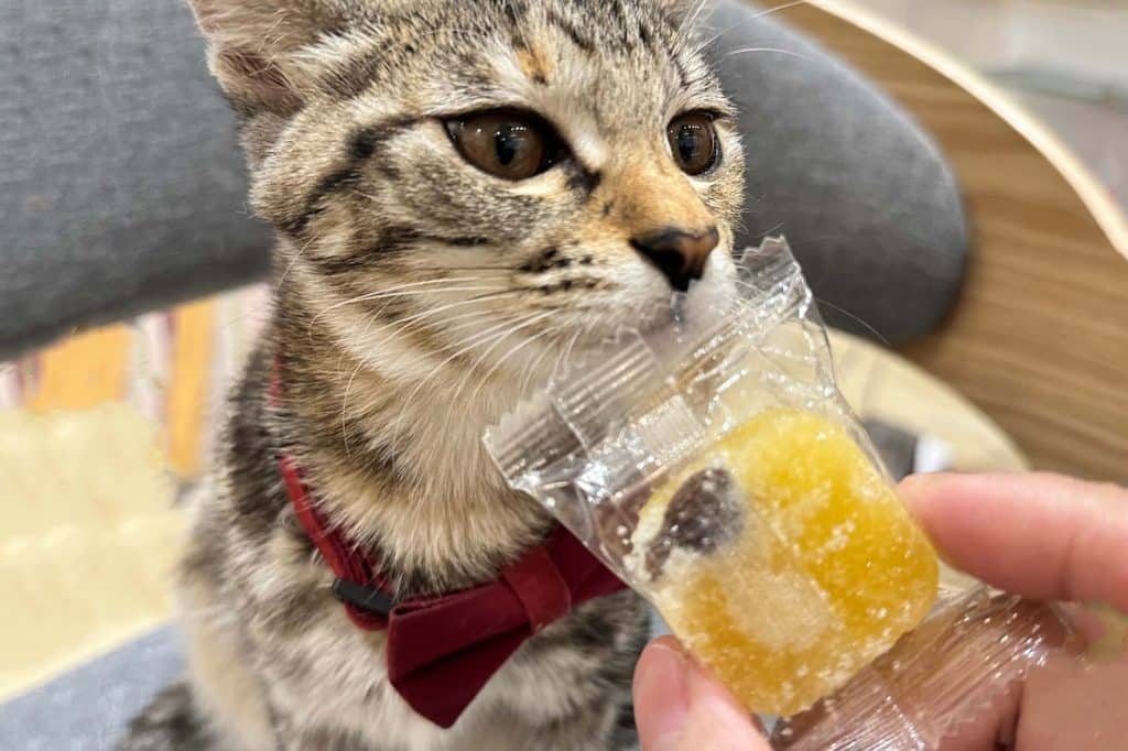 叮咚News｜分享新奇與樂趣