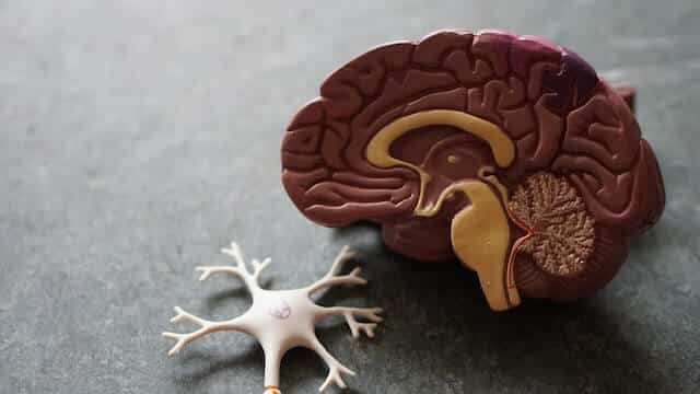 想要預防「大腦退化」?避開這7種食物就對了! 想要預防「大腦退化」?避開這7種食物就對了!