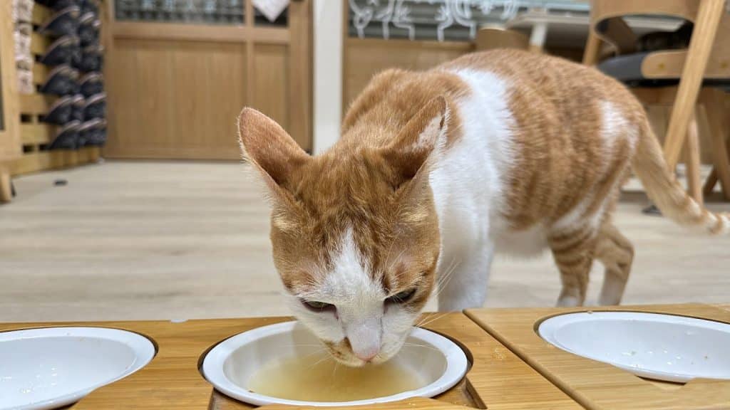 叮咚News｜分享新奇與樂趣