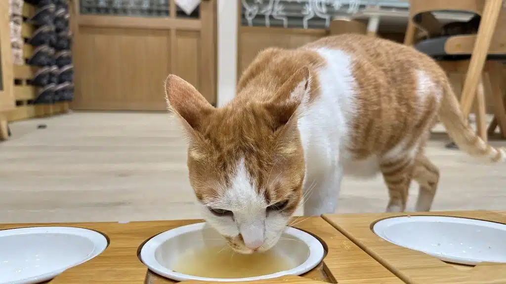 毛力士更多資訊