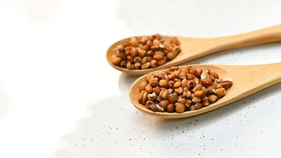 薏仁營養價值