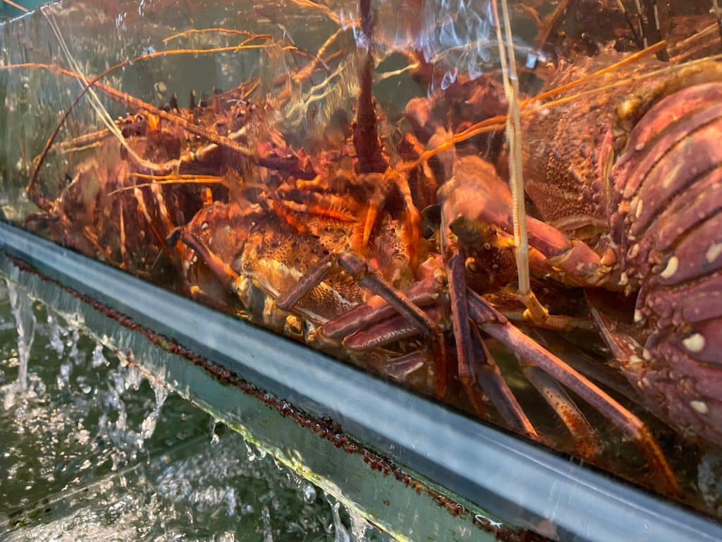 阿興生魚片-龍蝦