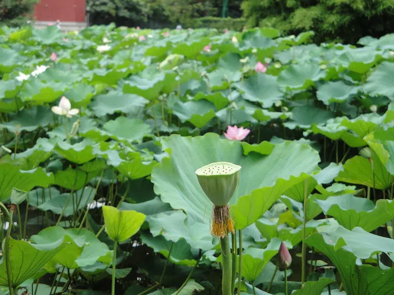 暑假去哪玩-北部景點推薦｜台北：台北植物園