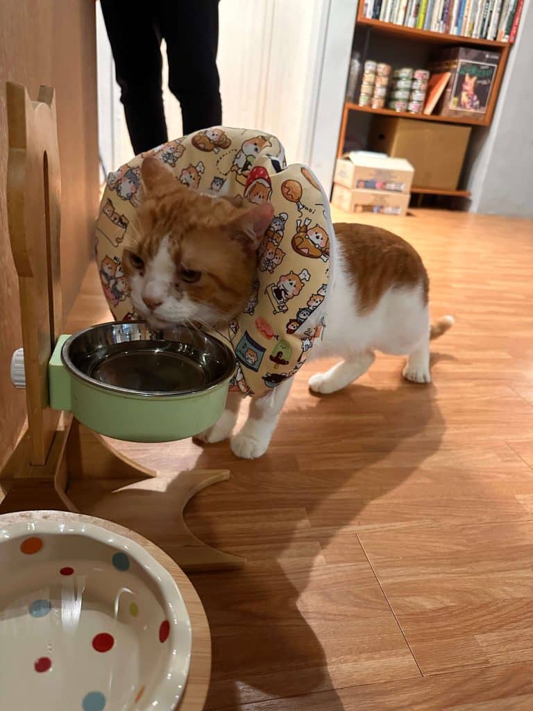 【公館咖啡廳】貓食光 Time With Cats評論、菜單|中途貓咪咖啡廳!享受被貓咪包圍的天堂咖啡廳 叮咚News|分享新奇與樂趣