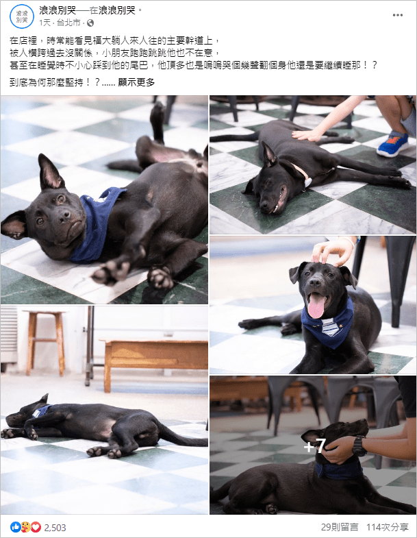 【台中寵物餐廳推薦】8間精選台中狗狗餐廳,享受被毛小孩圍繞的幸福 叮咚News|分享新奇與樂趣