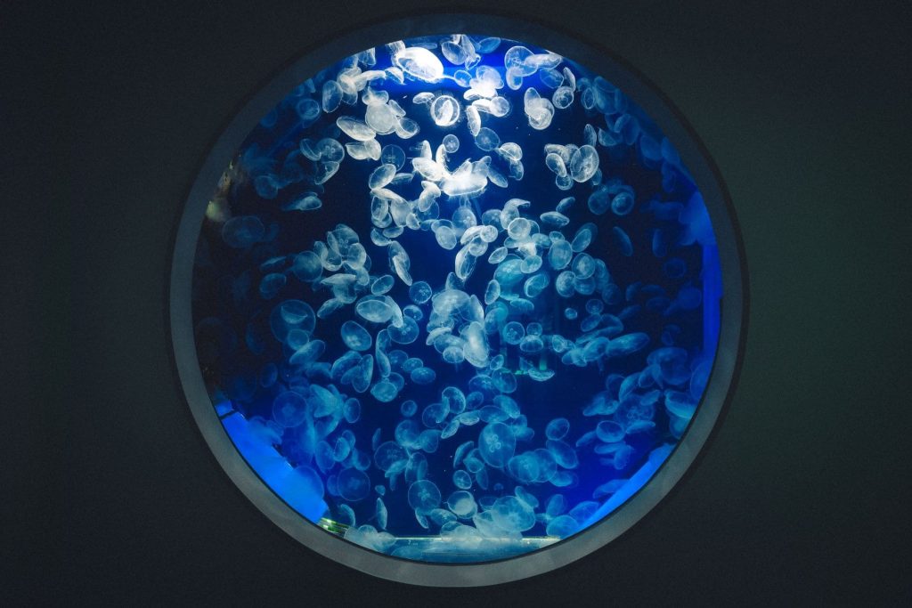 Xpark水族館