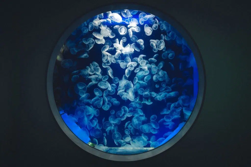 Xpark水族館