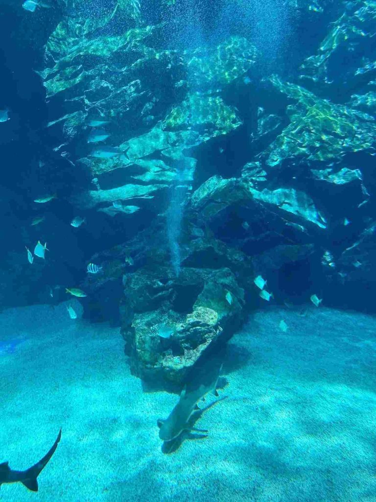 Xpark水族館-必逛場館