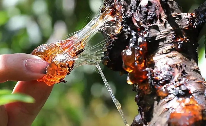 桃膠是中藥材?桃膠功效?養顏美容食譜報你知 桃膠推薦