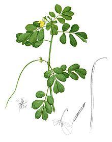 決明子茶包推薦