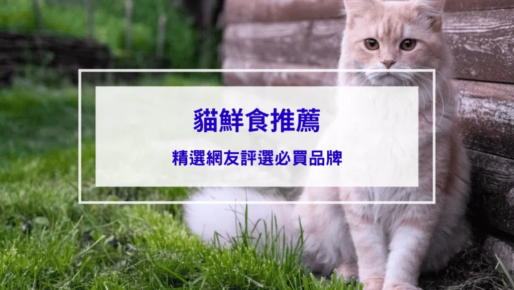 【貓鮮食推薦】精選2026網友好評品牌，貓咪的飲食由你把關