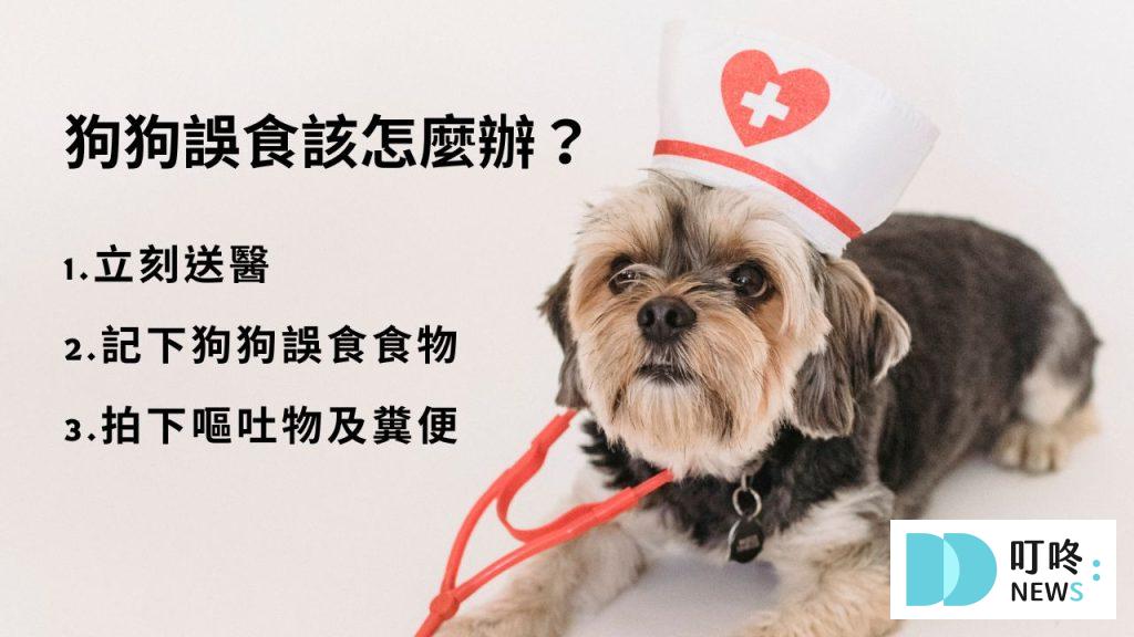 狗不能吃什麼蔬菜、水果?不可不知的常見食物,毛爸媽千萬別餵錯! 狗狗誤食該怎麼辦?