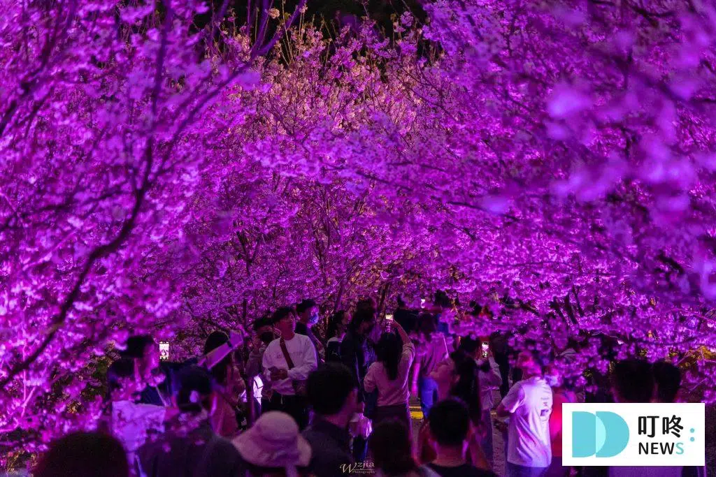 三峽大熊櫻花林