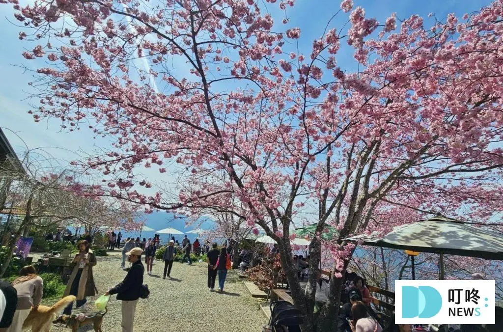 桃園拉拉山恩愛農場