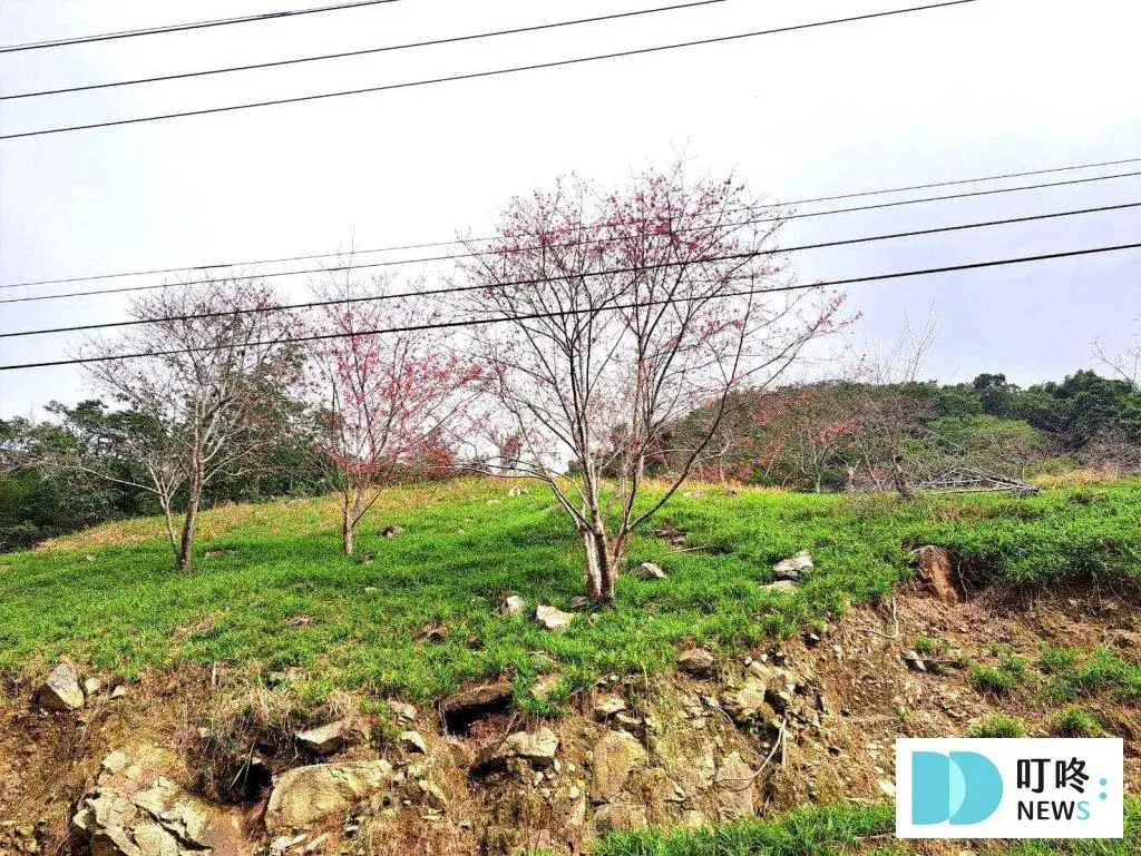 台東太麻里金針山