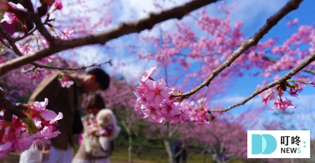 高雄寶山二集團櫻花公園