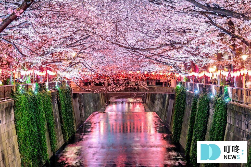 2024東京櫻花季