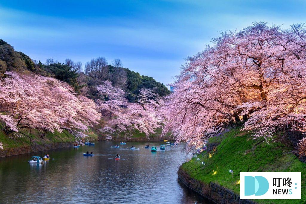 2024東京櫻花季