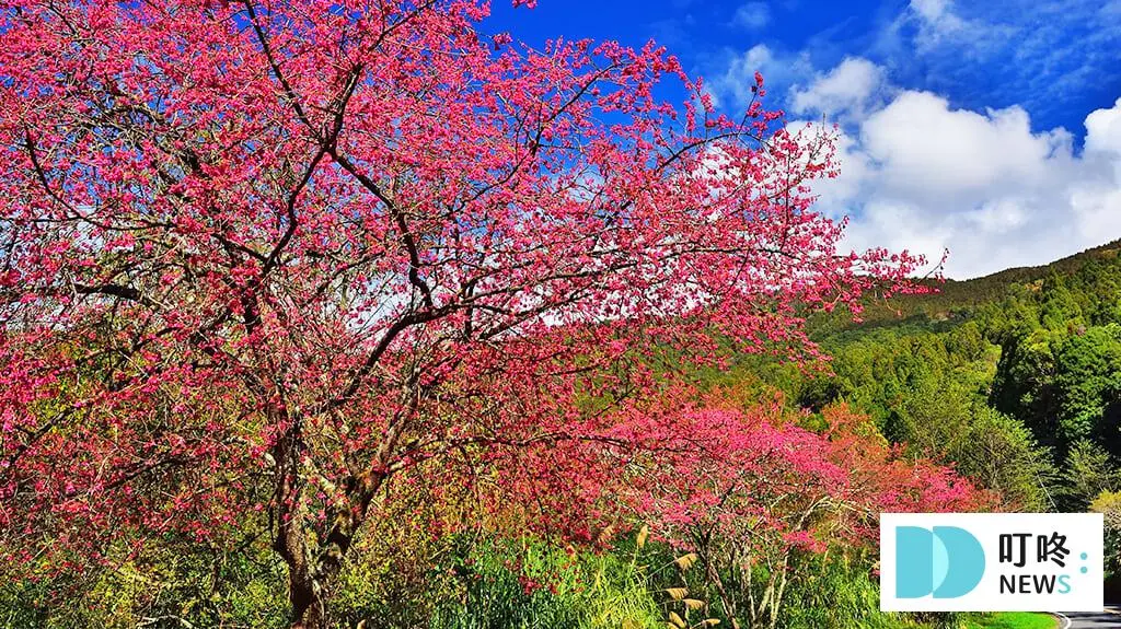 嘉義阿里山森林遊樂區