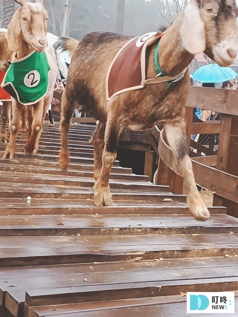 埔心牧場露營