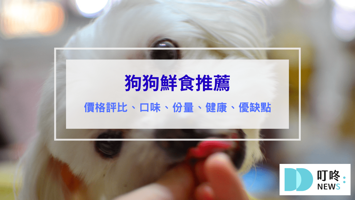 寵物日常 叮咚News|分享新奇與樂趣