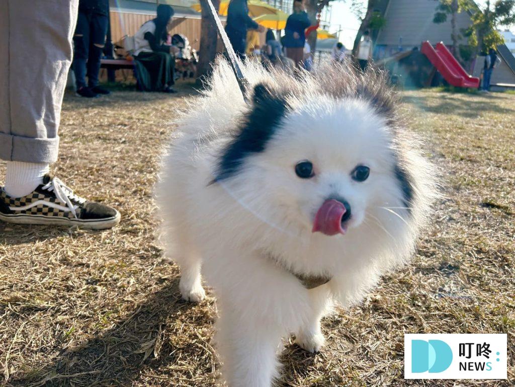 瘋狂尾巴寵物遊樂園