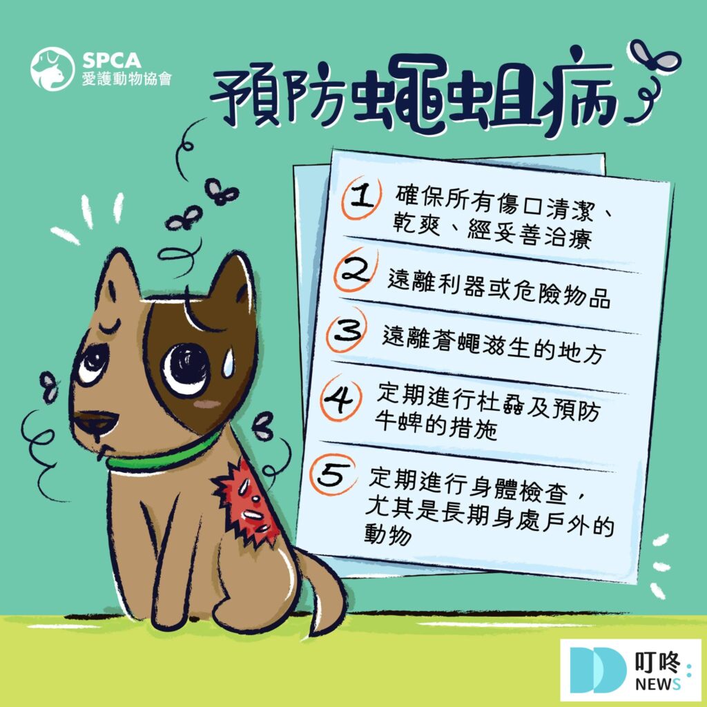 馬蠅傳染預防方法